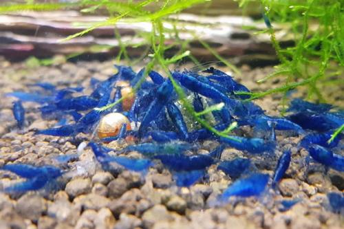 Рыбки для маленького нано аквариума. Рыбки для маленького аквариума 27 Рыбки для маленького нано аквариума. Рыбки для маленького аквариума 27