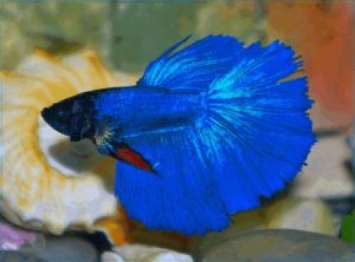 Рыбки для маленького нано аквариума. Рыбки для маленького аквариума 17