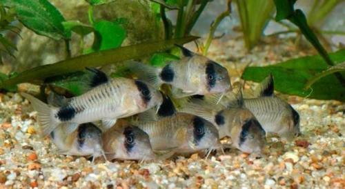 Рыбки для маленького аквариума 3 литра. С кем совместимы рыбки