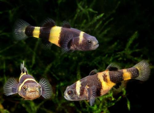 Рыбки для маленького аквариума 2 литра. Аквариумные рыбки для маленького аквариума