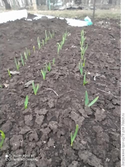 Весенние работы в саду и огороде картинки. Обычные дачные работы