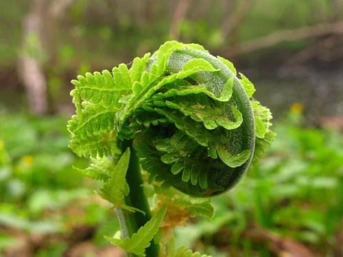 Папоротник в саду польза и вред. Сорта папоротников