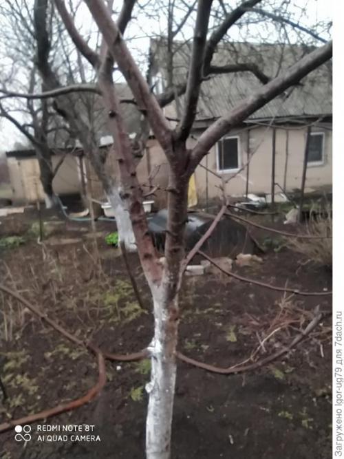 Весенние работы в саду и огороде картинки. Обычные дачные работы