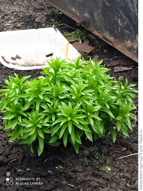 Весенние работы в саду и огороде картинки. Обычные дачные работы