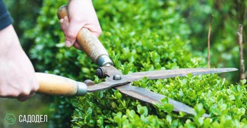 Комплексный уход за садом. Комплексный уход за участком от 3900 рублей за сотку 06 Комплексный уход за садом. Комплексный уход за участком от 3900 рублей за сотку 06