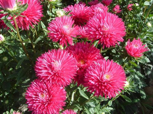 Как ускорить рост астр. Выращивание астры: выбор сорта, посадка, уход