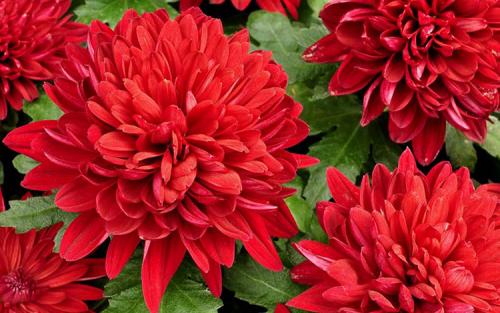 Как ускорить рост астр. Выращивание астры: выбор сорта, посадка, уход