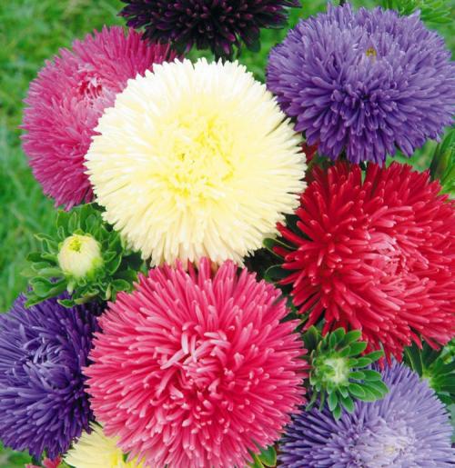 Как ускорить рост астр. Выращивание астры: выбор сорта, посадка, уход