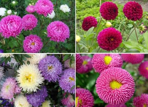 Как ухаживать за астрами для пышного цветения. Астры: выращивание и уход 08