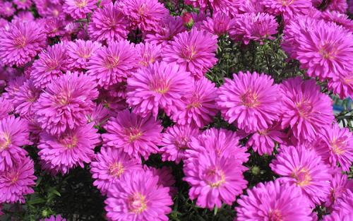 Как ускорить рост астр. Выращивание астры: выбор сорта, посадка, уход