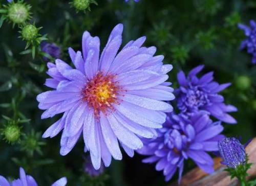 Как ухаживать за астрами для пышного цветения. Астры: выращивание и уход 06