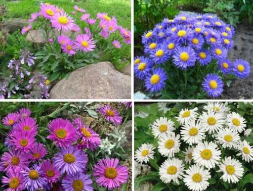 Как ухаживать за астрами для пышного цветения. Астры: выращивание и уход 04