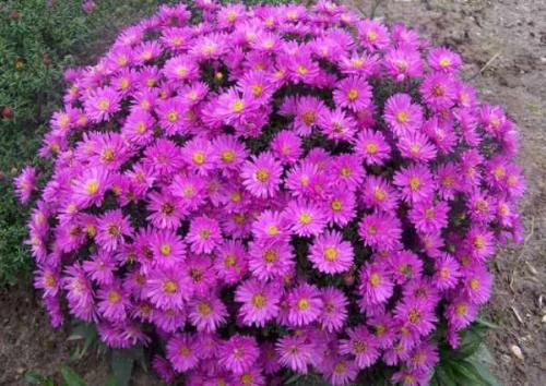 Как ухаживать за астрами для пышного цветения. Астры: выращивание и уход 05