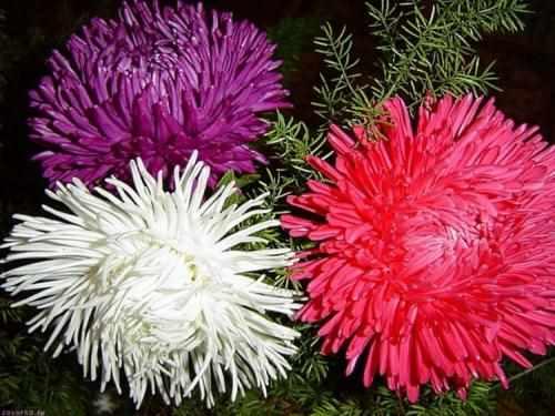 Как ухаживать за астрами для пышного цветения. Астры: выращивание и уход 11