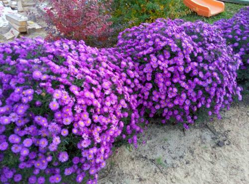 Чем подкормить рассаду астры для роста. Выращивание астры из семян