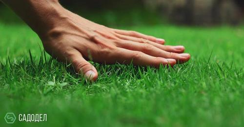 Комплексный уход за садом. Комплексный уход за участком от 3900 рублей за сотку 04 Комплексный уход за садом. Комплексный уход за участком от 3900 рублей за сотку 04