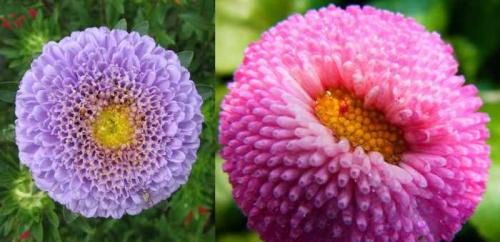 Как ухаживать за астрами для пышного цветения. Астры: выращивание и уход 09