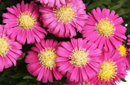 Как ухаживать за астрами для пышного цветения. Астры: выращивание и уход 07