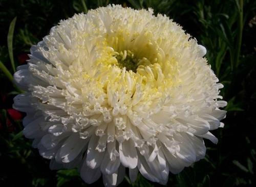 Как ускорить рост астр. Выращивание астры: выбор сорта, посадка, уход