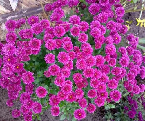 Как ухаживать за астрами для пышного цветения. Астры: выращивание и уход 03