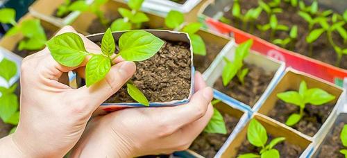 Чем подкормить астры. Рассадный метод выращивания