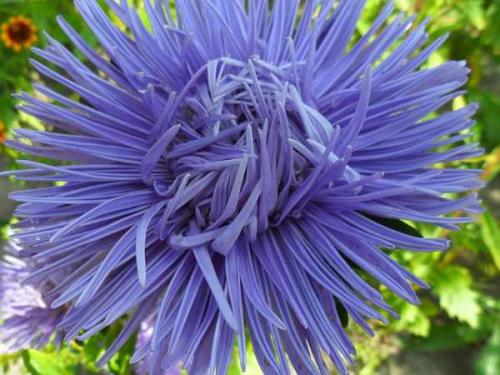 Как ухаживать за астрами для пышного цветения. Астры: выращивание и уход 10