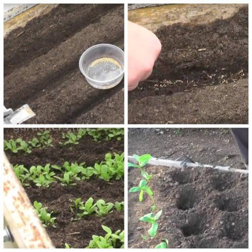 Чем подкормить рассаду астры для роста. Выращивание астры из семян