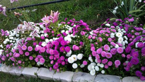 Как ускорить рост астр. Выращивание астры: выбор сорта, посадка, уход