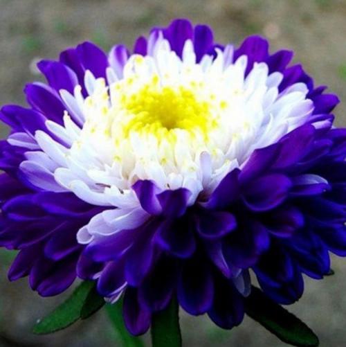 Как ускорить рост астр. Выращивание астры: выбор сорта, посадка, уход