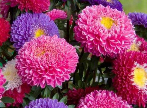 Как ухаживать за астрами для пышного цветения. Астры: выращивание и уход 01