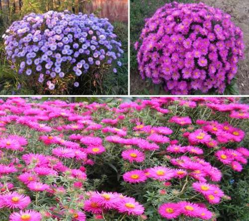 Как ухаживать за астрами для пышного цветения. Астры: выращивание и уход 02