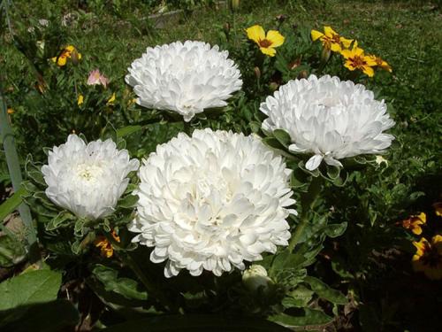 Как ускорить рост астр. Выращивание астры: выбор сорта, посадка, уход