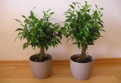 Как подобрать горшок для фикуса. Какое выбрать кашпо для фикуса Бенджамин и других сортов?