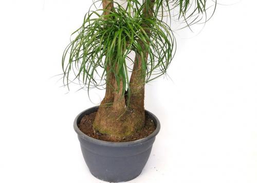 Что посадить в низкий широкий горшок. Горшок для комнатных растений. Все требования