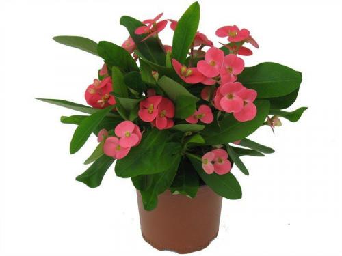 Какие комнатные растения любят глубокие горшки. Каким комнатным цветам не нужны большие горшки: 5 растений, которые любят тесноту 02