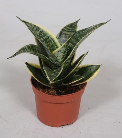 Какие комнатные растения любят глубокие горшки. Каким комнатным цветам не нужны большие горшки: 5 растений, которые любят тесноту 01