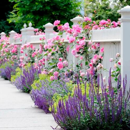 Как ухаживать за лавандой в открытом грунте. Лаванда — выращивание, посадка в грунт, уход