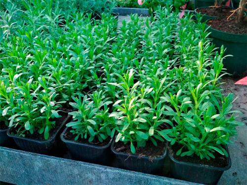 Как ухаживать за лавандой в открытом грунте. Лаванда — выращивание, посадка в грунт, уход