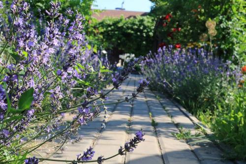 С чем нельзя сажать лаванду. Особенности использования лаванды в дизайне участка