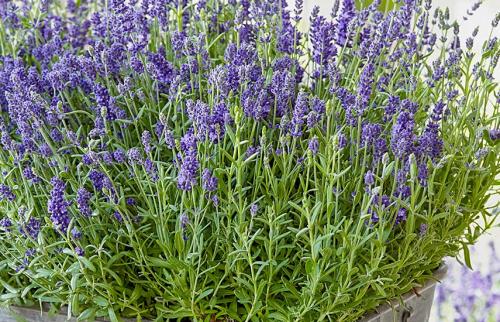 Как ухаживать за лавандой в горшке дома. Лаванда в домашних условиях – сад ароматов на подоконнике