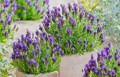 Как ухаживать за лавандой в горшке дома. Лаванда в домашних условиях – сад ароматов на подоконнике