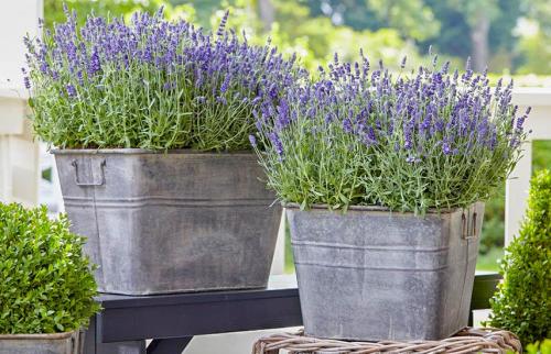 Как ухаживать за лавандой в горшке дома. Лаванда в домашних условиях – сад ароматов на подоконнике