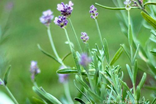 Как ухаживать за лавандой в открытом грунте. Лаванда — выращивание, посадка в грунт, уход