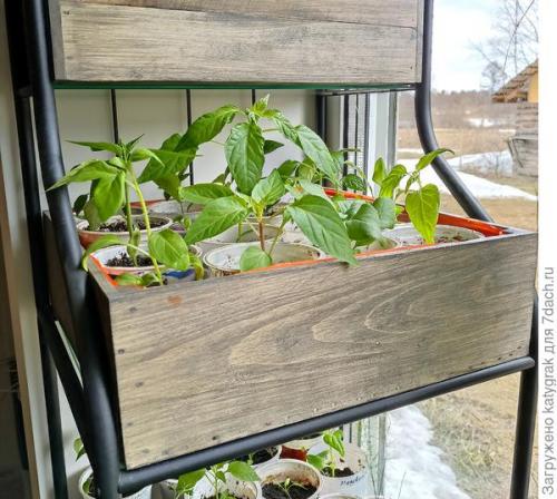 Чем заменить поддон для горшка. Кашпо-поддон для рассадной тары