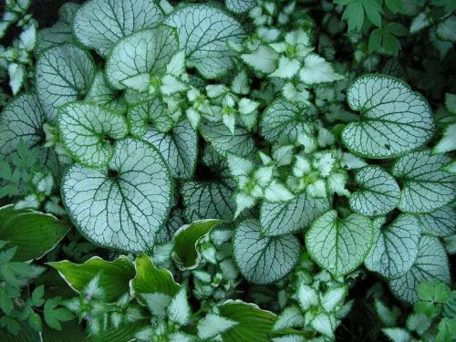 Цветы для тени цветущие все лето. Цветы и декоративные тенелюбивые растения