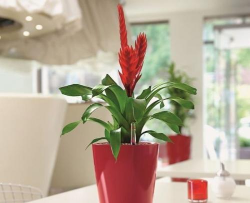 Тенелюбивые цветы для дома. Названия цветущих