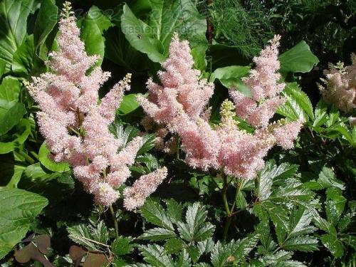 Цветы для тени цветущие все лето. Цветы и декоративные тенелюбивые растения