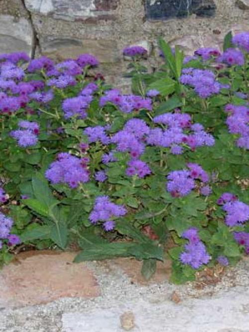 Тенелюбивые цветы для сада. Многолетники 12 Тенелюбивые цветы для сада. Многолетники 12