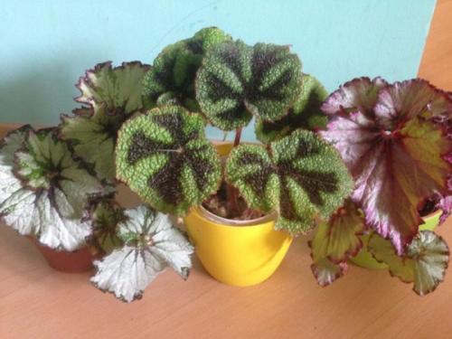 Тенелюбивые цветы для дома. Названия цветущих