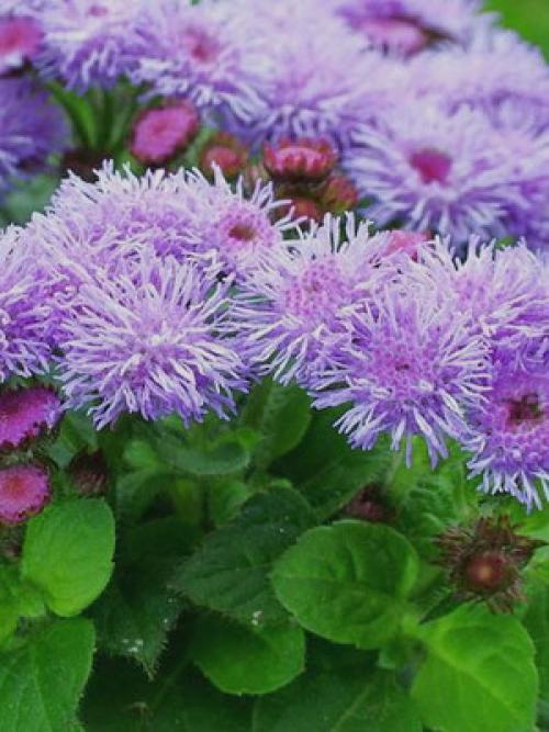 Тенелюбивые цветы для сада. Многолетники 11 Тенелюбивые цветы для сада. Многолетники 11